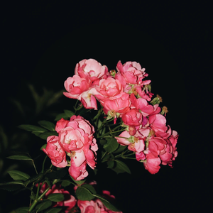 八木あずさ肉感在线观看
